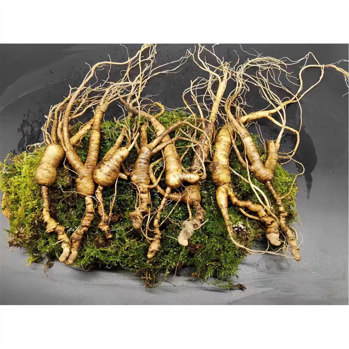 长白山特产滋补营养鲜人参泡水煲汤