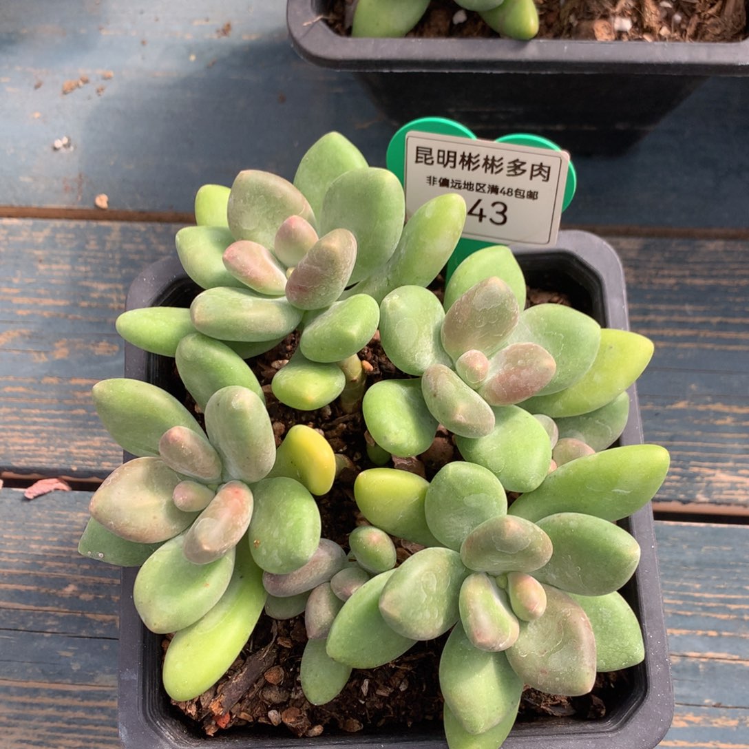 Kk美人老桩无砍343