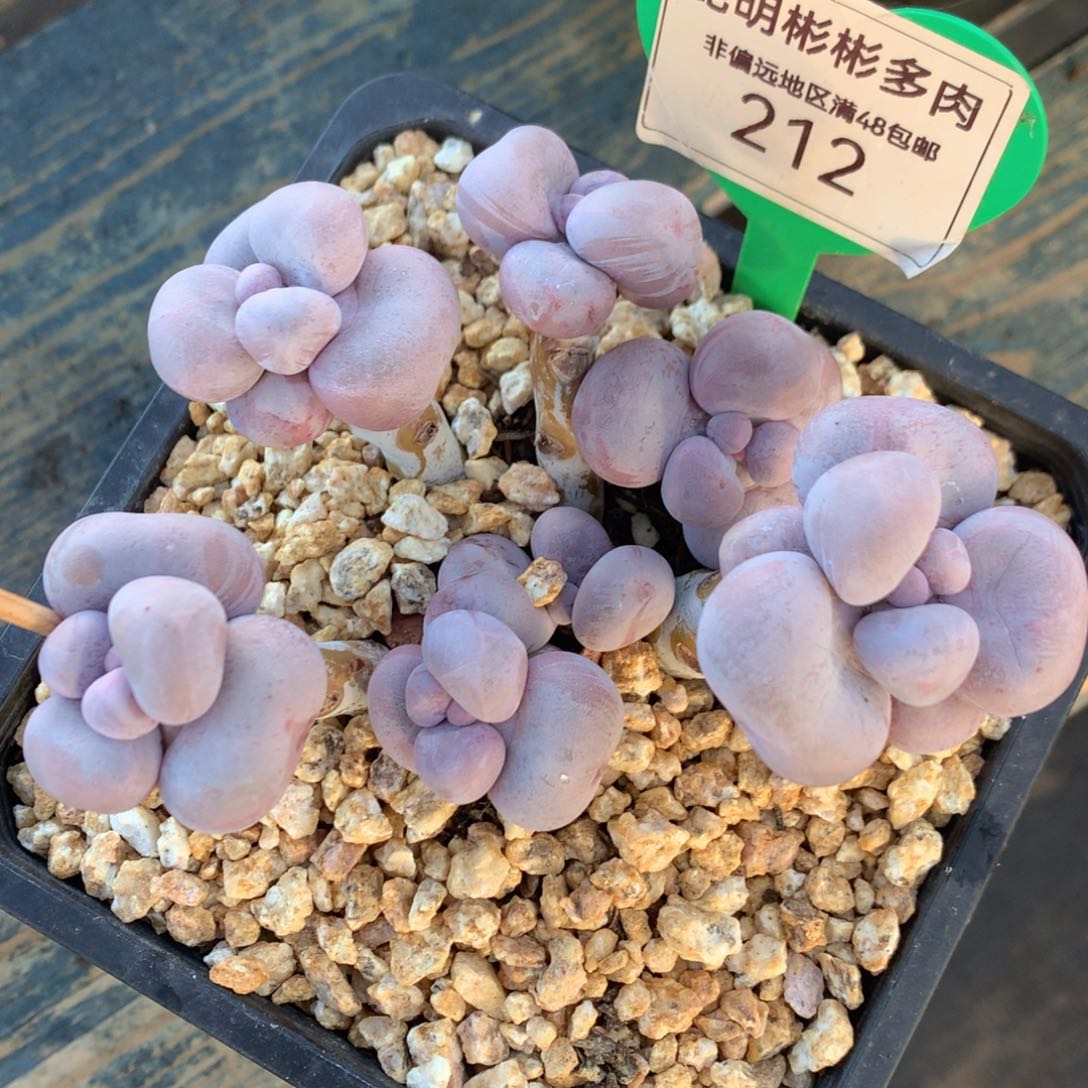 烟美人奶老桩开播福利