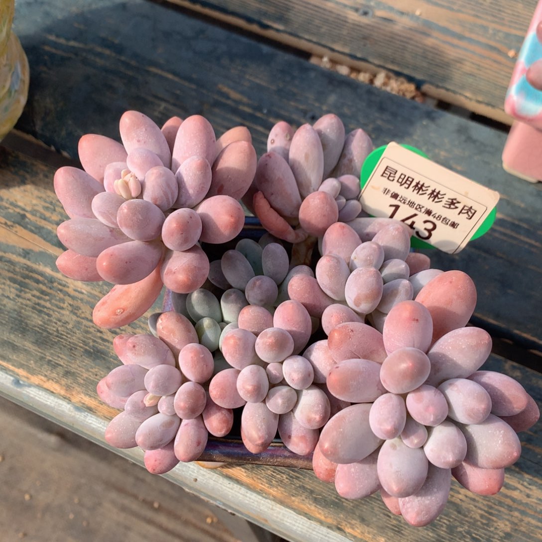 汤圆无砍老桩143
