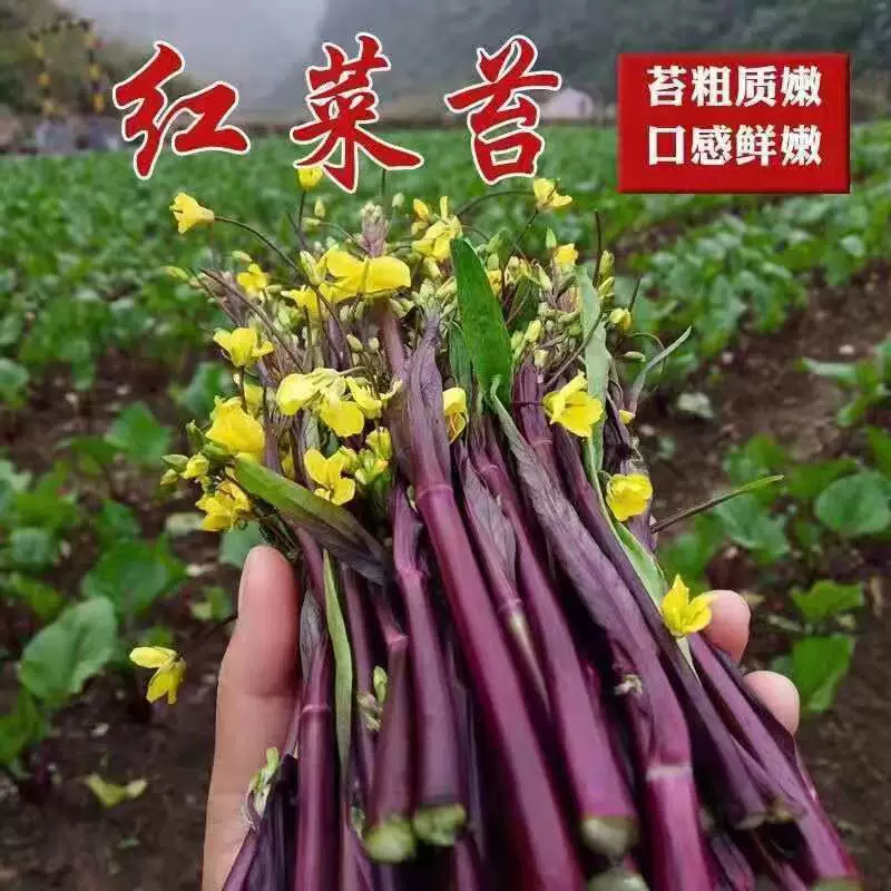 红菜苔苗红油菜苔秧苗四季蔬菜秋季播种耐寒苗阳台盆栽庭院菜苗