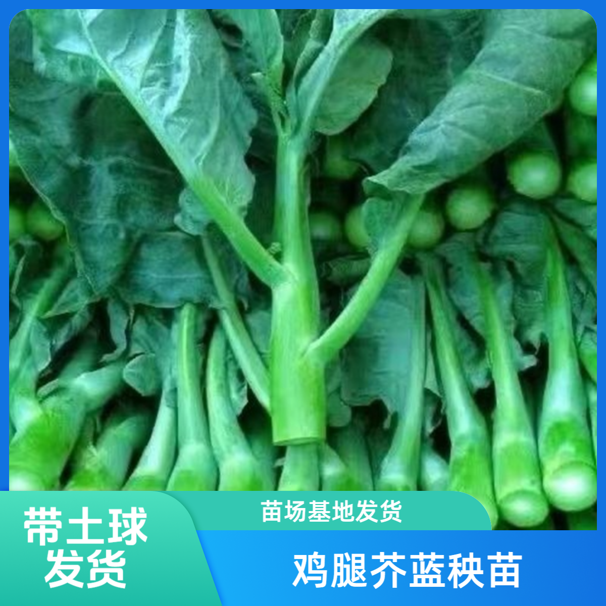 鸡腿芥兰菜苗秧苗鸡腿芥蓝菜苗介兰蓝种菜苗秧苗秋季种植