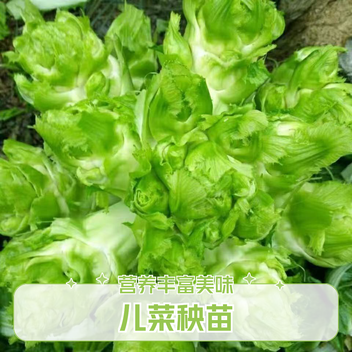 儿菜苗秧苗疙瘩抱子芥菜菜苗抱儿菜娃娃菜苗子适合秋天种的蔬菜苗