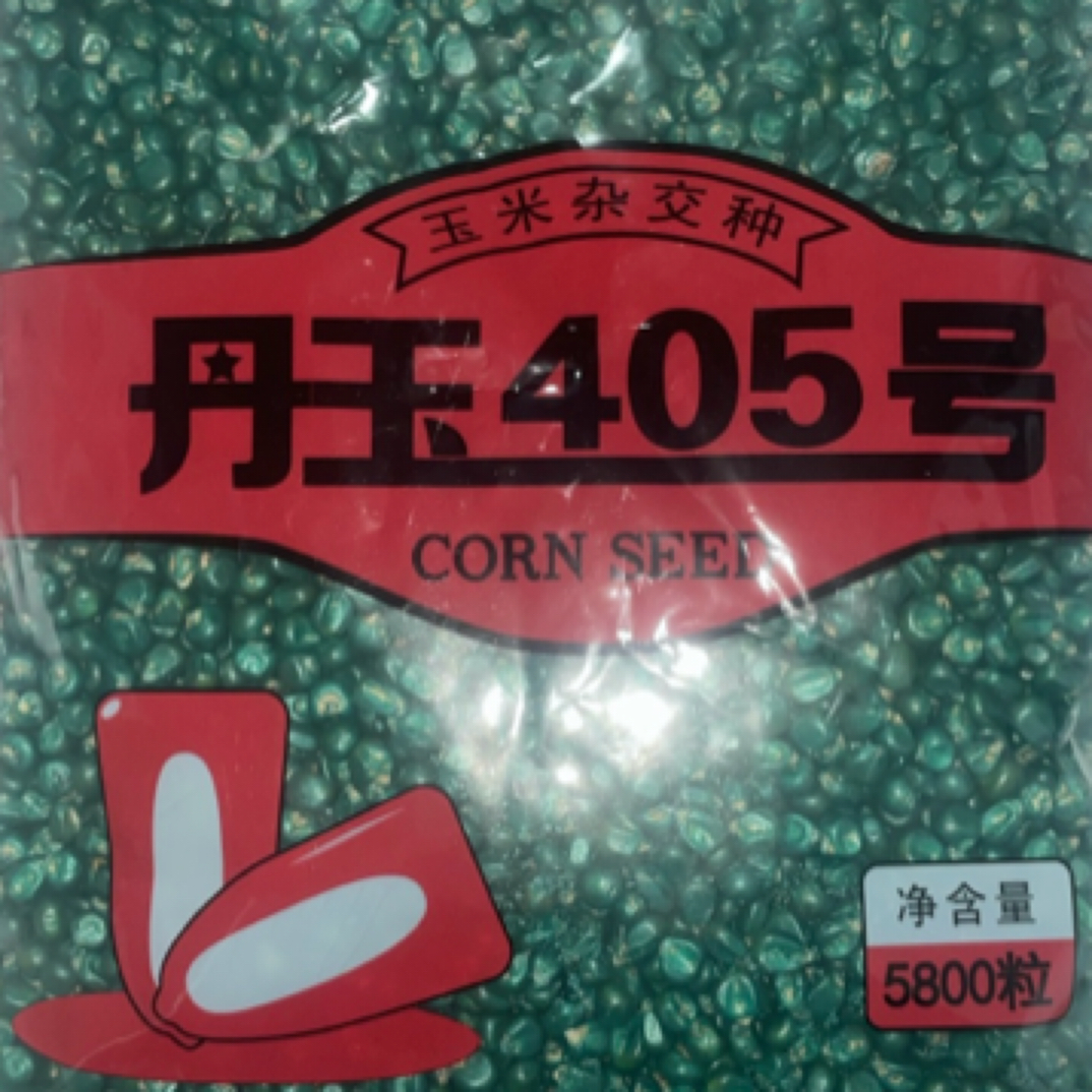 丹玉405玉米种 原包原审  ≈5800粒规格 大棒品种产量优