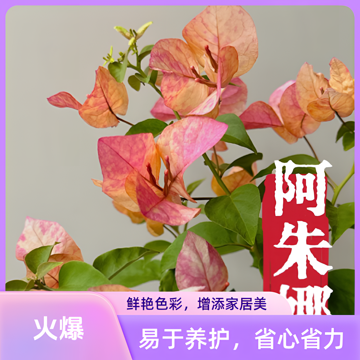 【阿朱娜】三角梅高飘嫁接盆栽四季开花阳台庭院花卉观赏植物