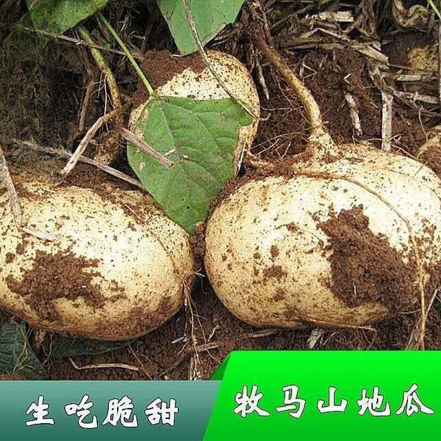 牧马山地瓜凉茹种子早熟地瓜水果地瓜沙葛凉薯土瓜种籽蔬菜种子