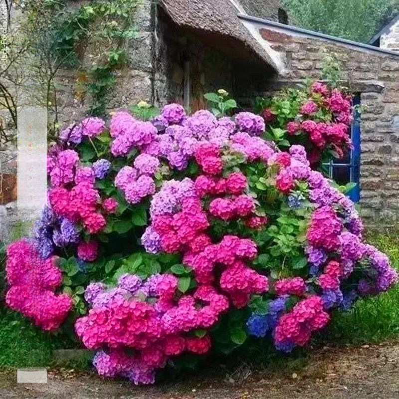 绣球花种子无尽夏绣球花花种籽子多年生花籽易活盆栽庭院四季种植