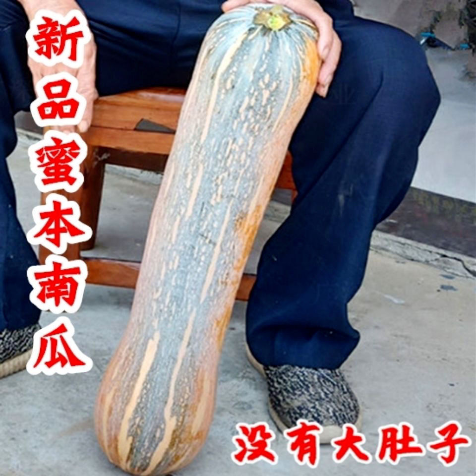 种子甜面南瓜种籽早熟高产蔬菜健美密本南瓜种子超甜粉面密本南瓜