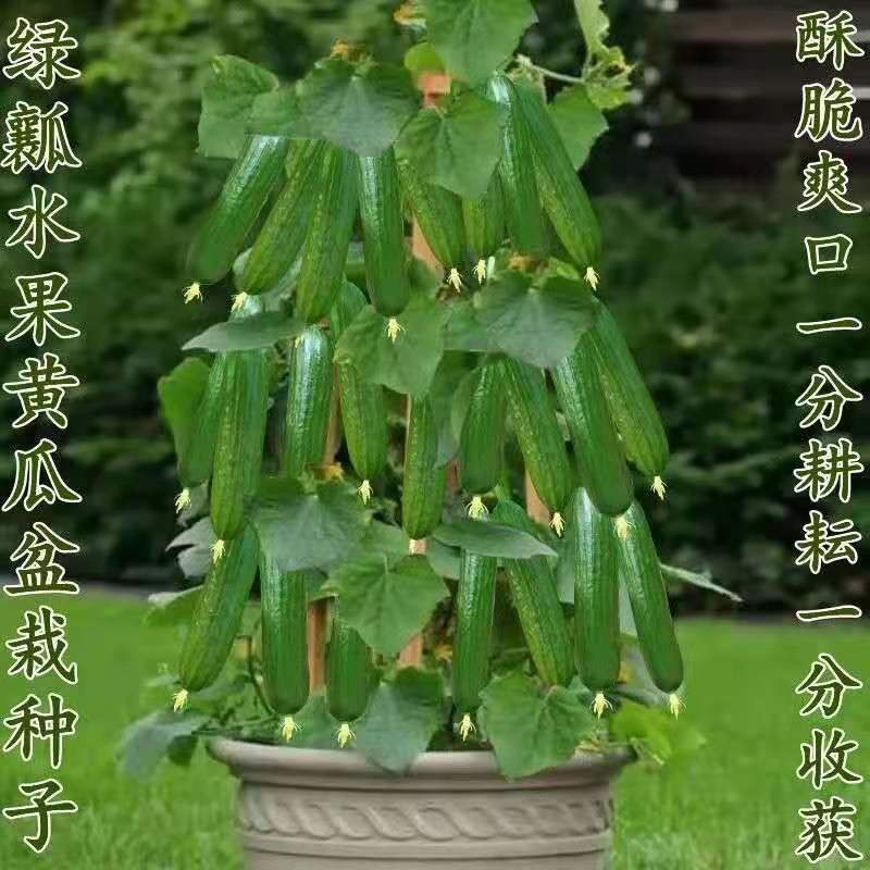 水果黄瓜种子高产压趴架四季盆栽春秋黄瓜种盆栽大棚阳台蔬菜种子