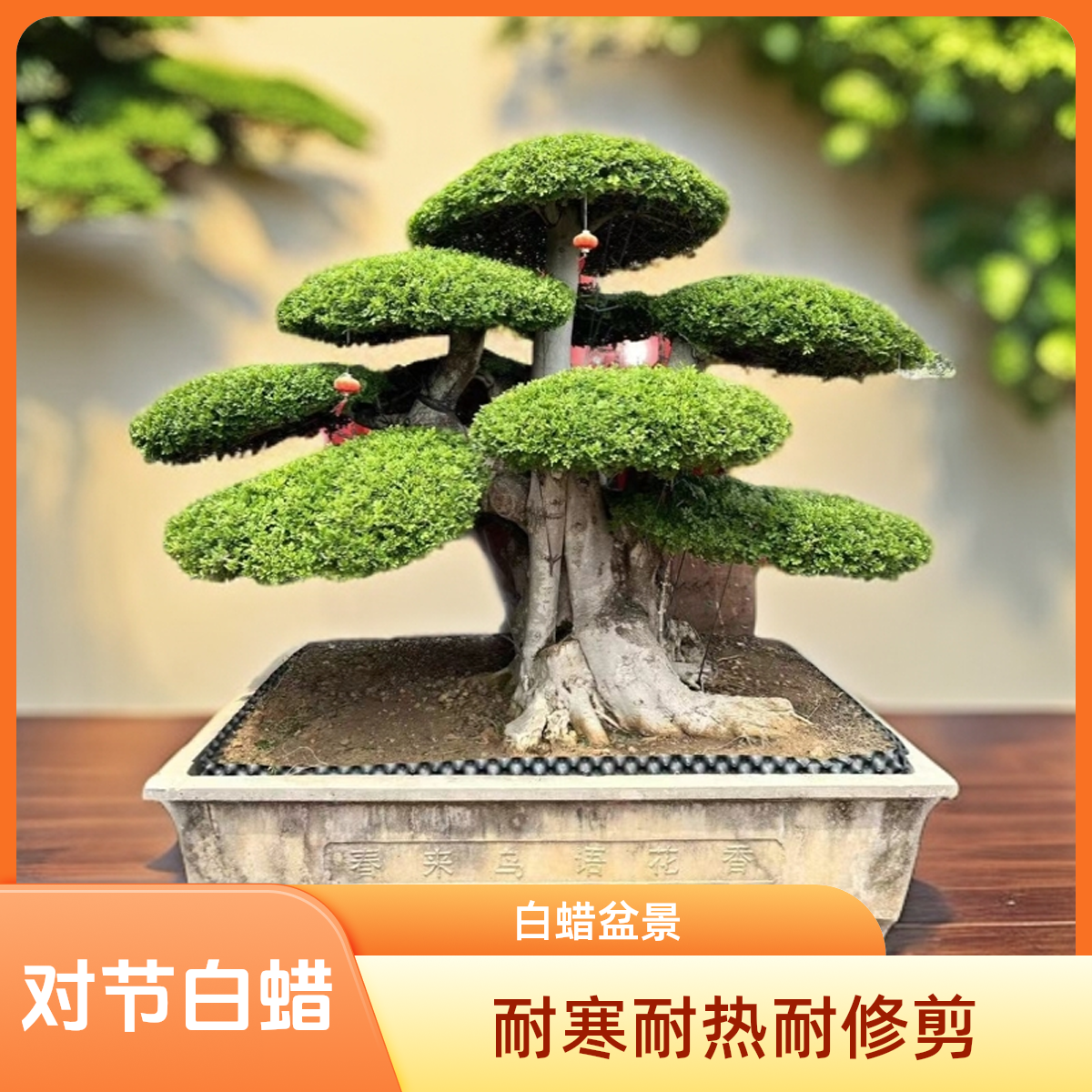 对节白蜡盆景老桩造型