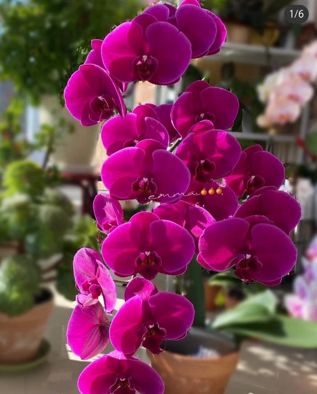 大花型《红杉》2.8寸杯带剑发货，任意满两颗包邮发货