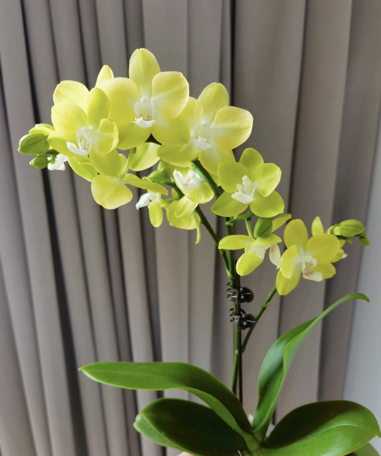 2个剑【绿蜻蜓】2.8寸杯发货，蜡质花花期长，满两单包邮