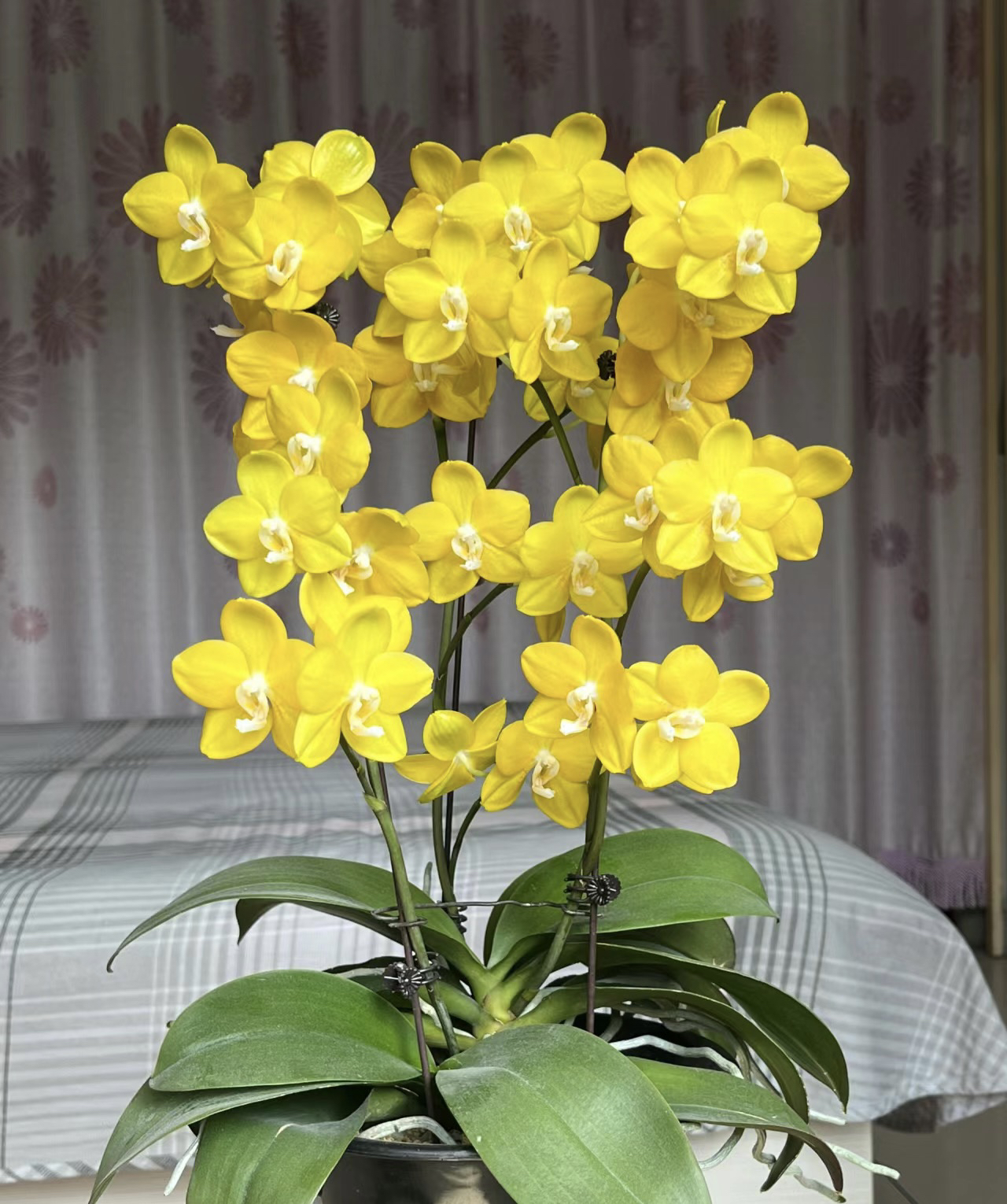 3个剑以上【吉祥如意】3.0寸杯带剑蜡质花花期长，任意两颗包邮