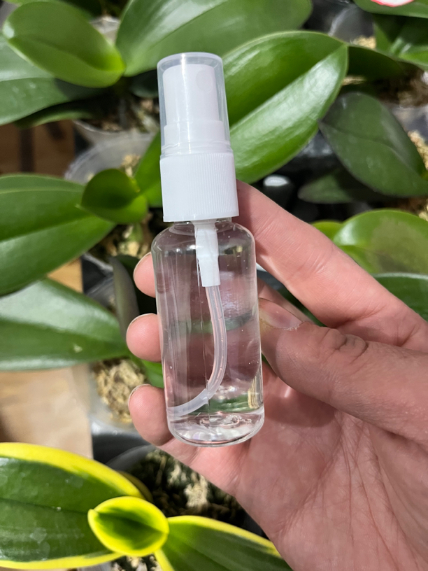 多剑王《梗多多》，蝴蝶兰专用催花剑