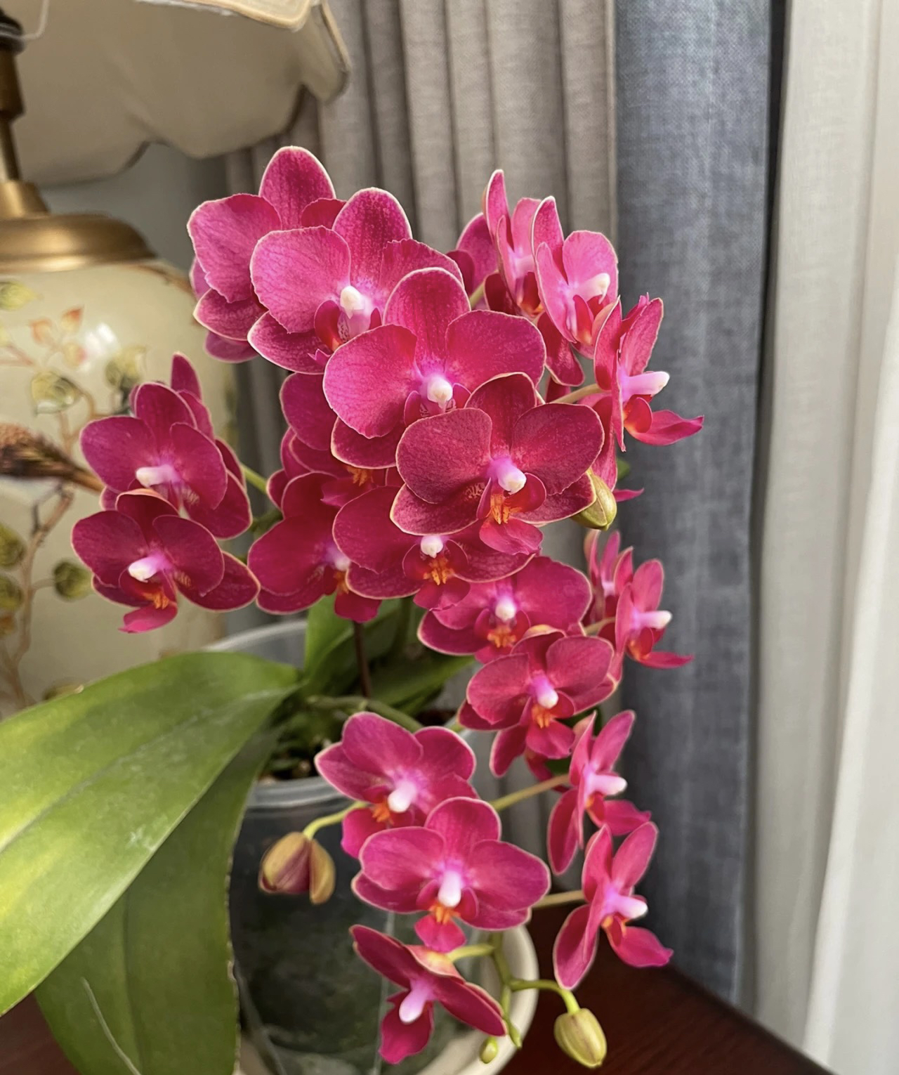 2个剑【甜心公主】3.0寸爆花型蜡质花花期超长，累计两单包邮