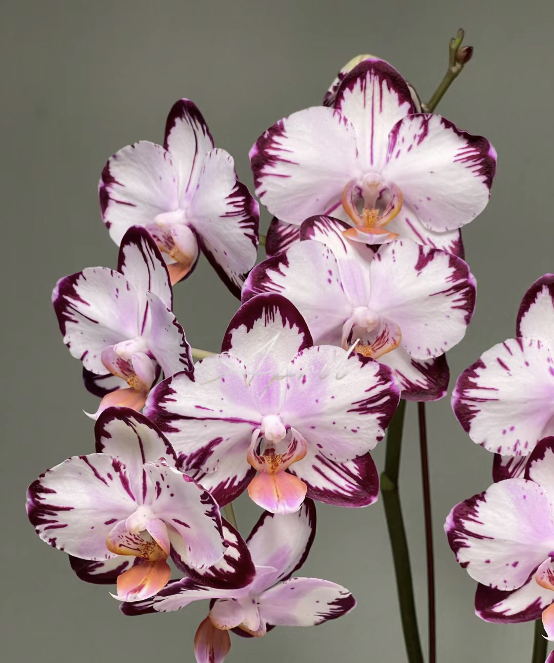 稀有品种【哈根达斯】2.8寸杯不带剑苗子发货蝴蝶兰