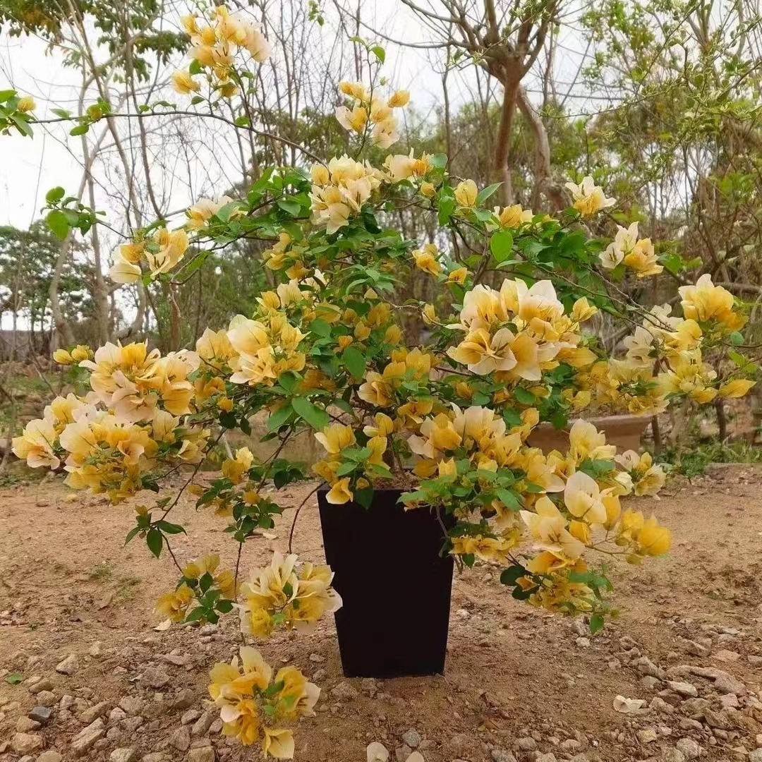 【苏瓦娜】三角梅四季开花庭院阳台可爬藤好养绿植不带花非一物一拍