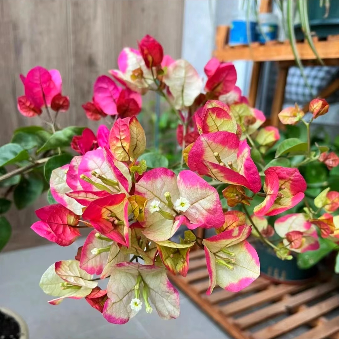 【百变画报】三角梅四季开花可爬藤好养绿植不带花非一物一拍