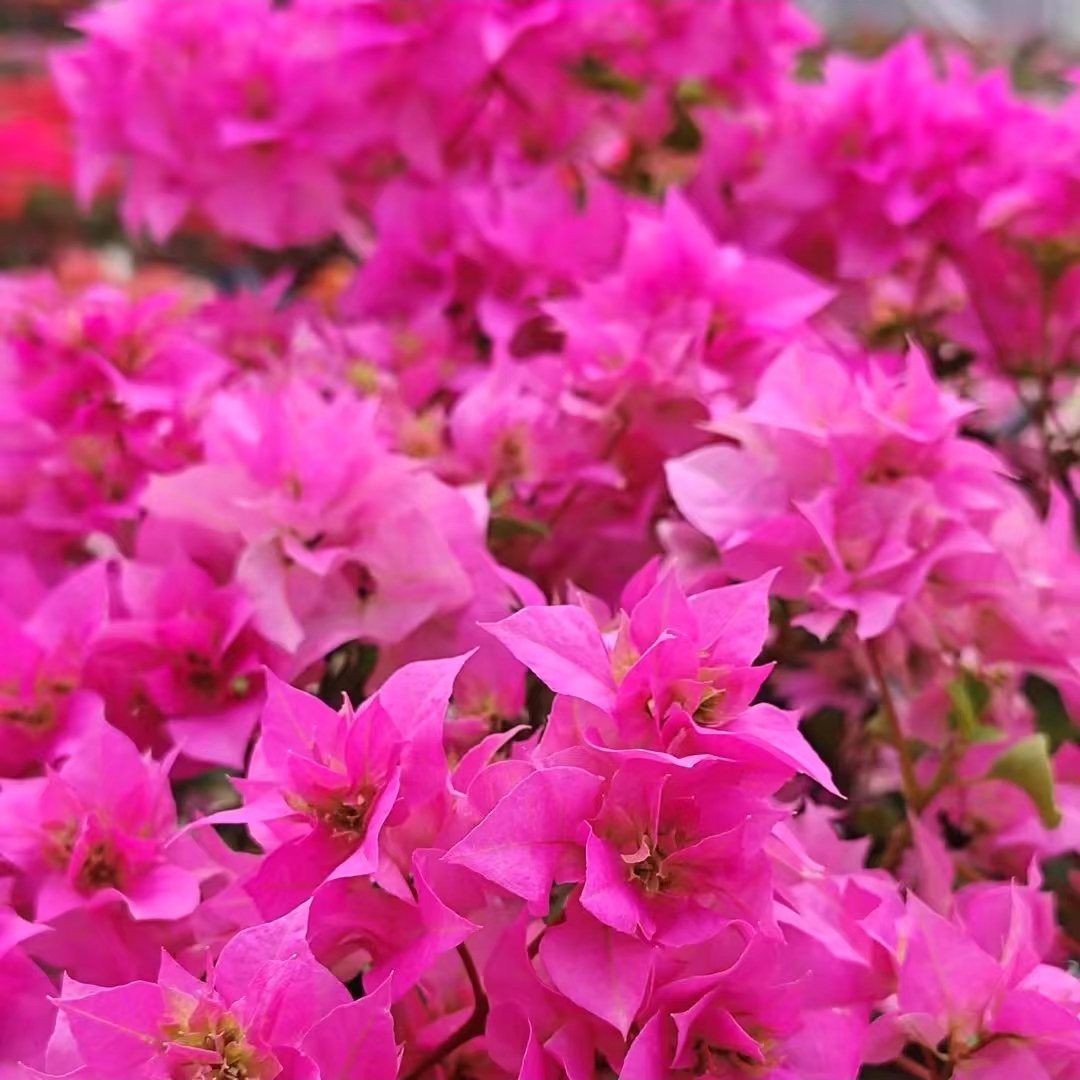 【重瓣粉】三角梅z四季开花可爬藤好养绿植不带花非一物一拍