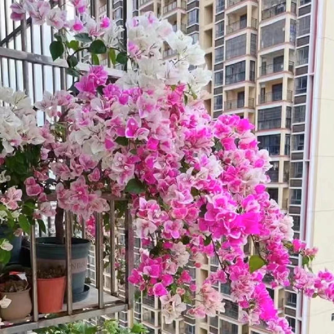 【百变红樱】三角梅a四季开花台可爬藤好养绿植不带花非一物一拍