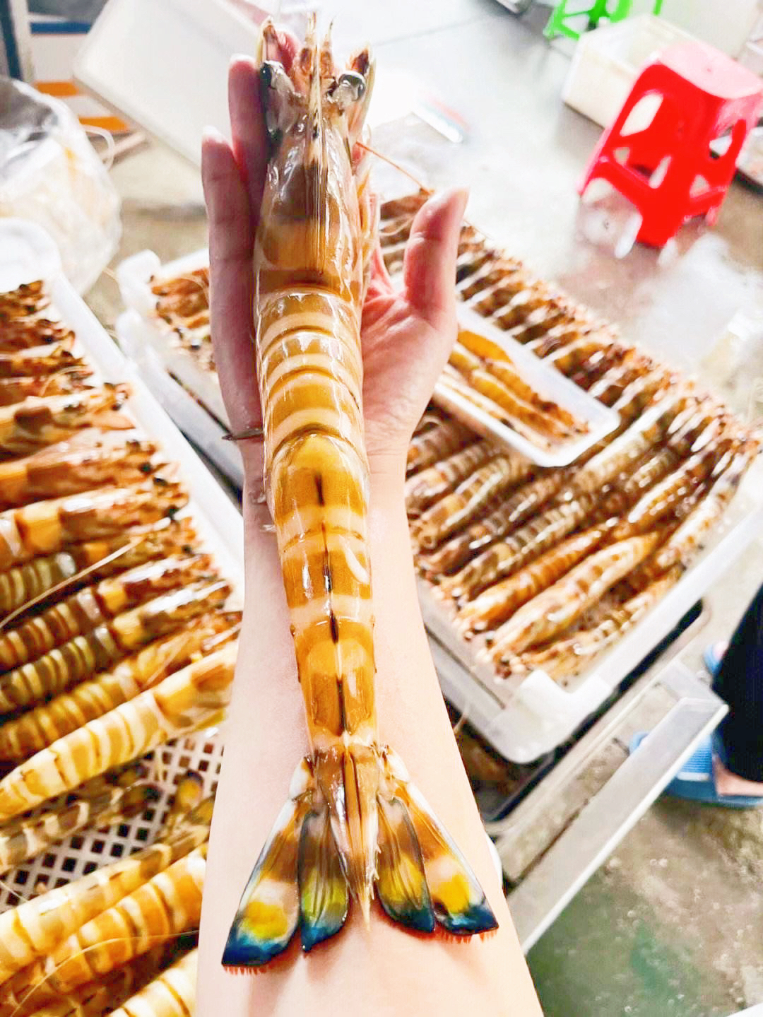 惠来神泉本港野生深海九节虾花虾斑节虾