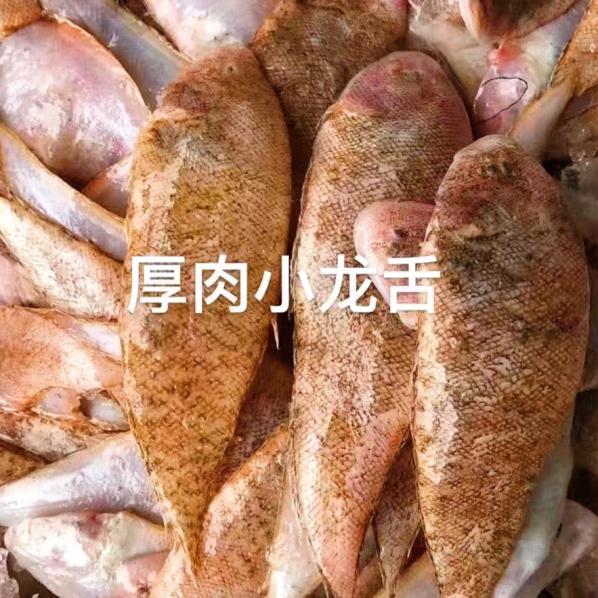 广东惠来神泉本港野生小龙利鱼