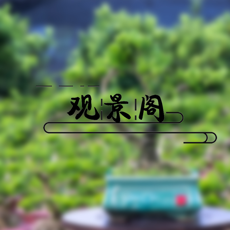 【黄杨盆景专用】精选盆景-盆景专用