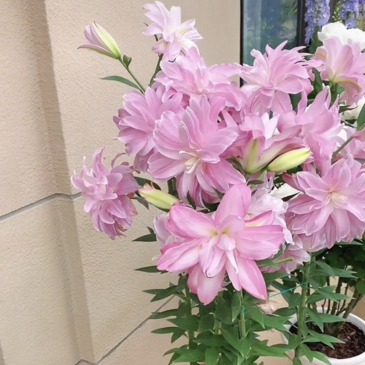 《莲花微风》1颗重瓣香水百合阳台庭院粉色春季趣味盆栽耐