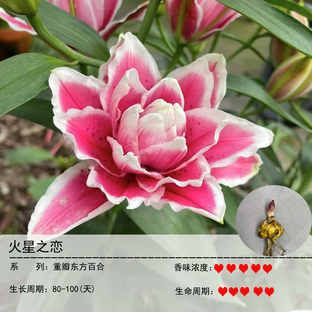 火星之恋1颗大球《重瓣浓香百合》阳台庭院粉色春季趣味盆栽耐