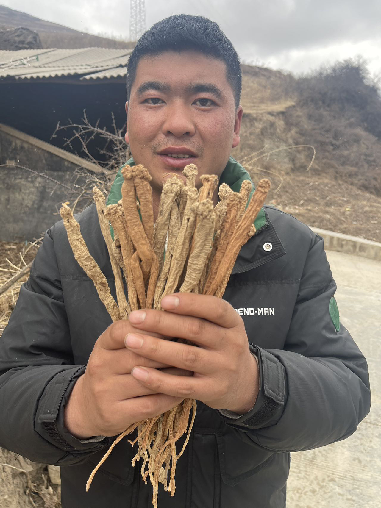 野党参甘肃岷县直发无硫无熏
