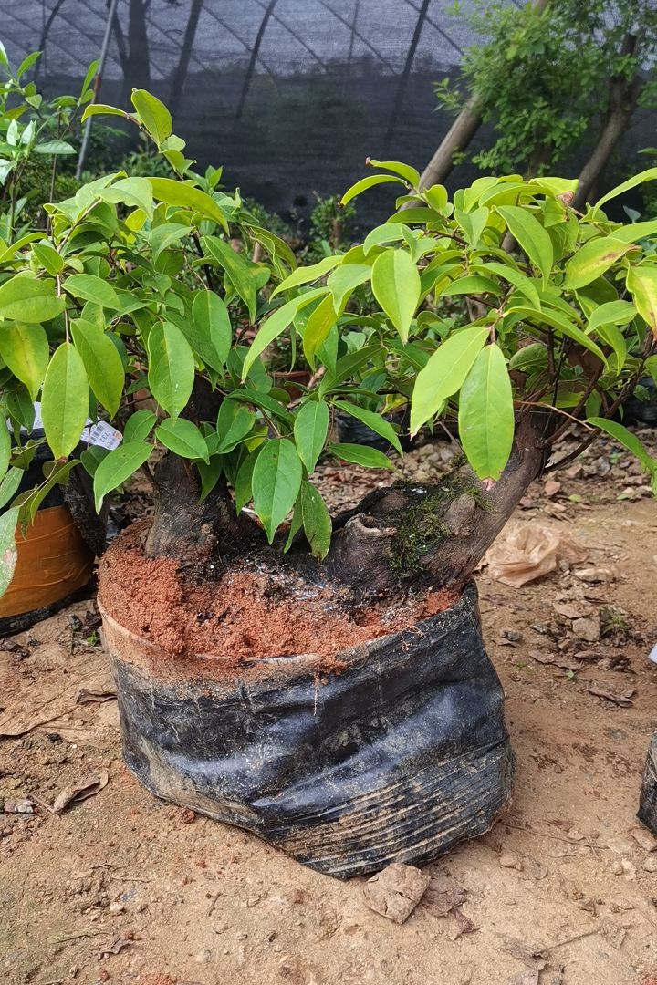 乌饭盆景原生山采老桩南烛盆景绿植盆景批发基地