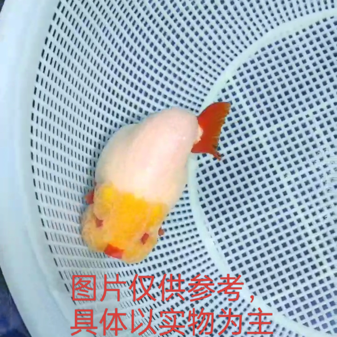 兰寿金鱼玛丽泰狮观赏鱼淡水常温健康包活到家活体