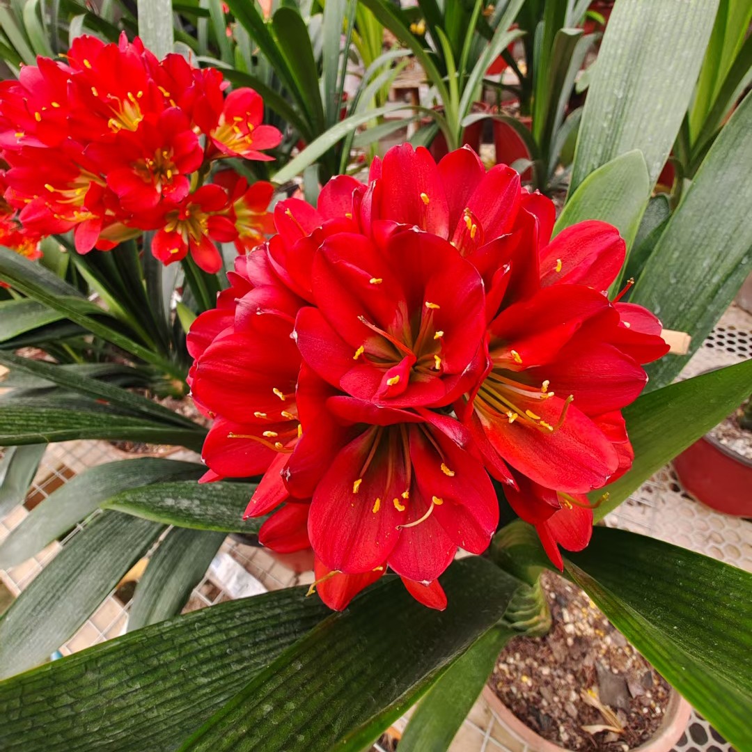 直播间一物一拍君子兰