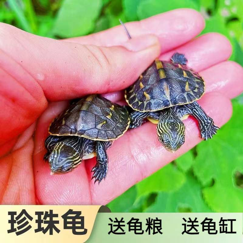 花草杂龟中华草龟水龟花杂草饲养活体观赏乌龟小苗草龟大龟绿线草