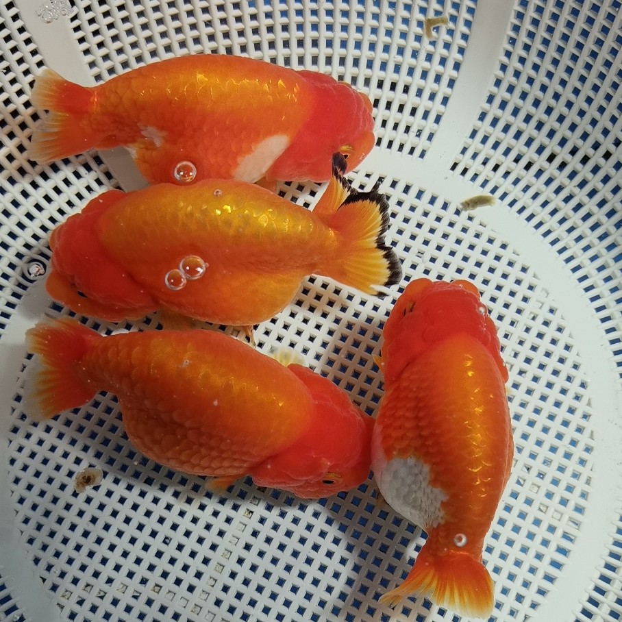 渔场自养，精品元宝体兰寿，好鱼好价