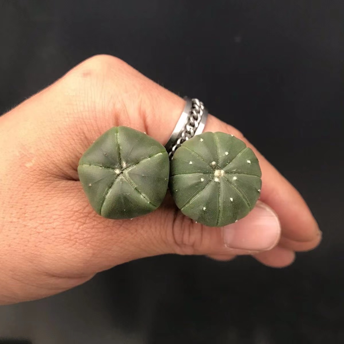 无刺仙人球琉璃兜