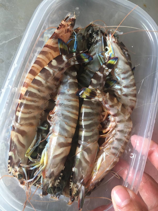 北海野生花虾，九节虾3斤包邮