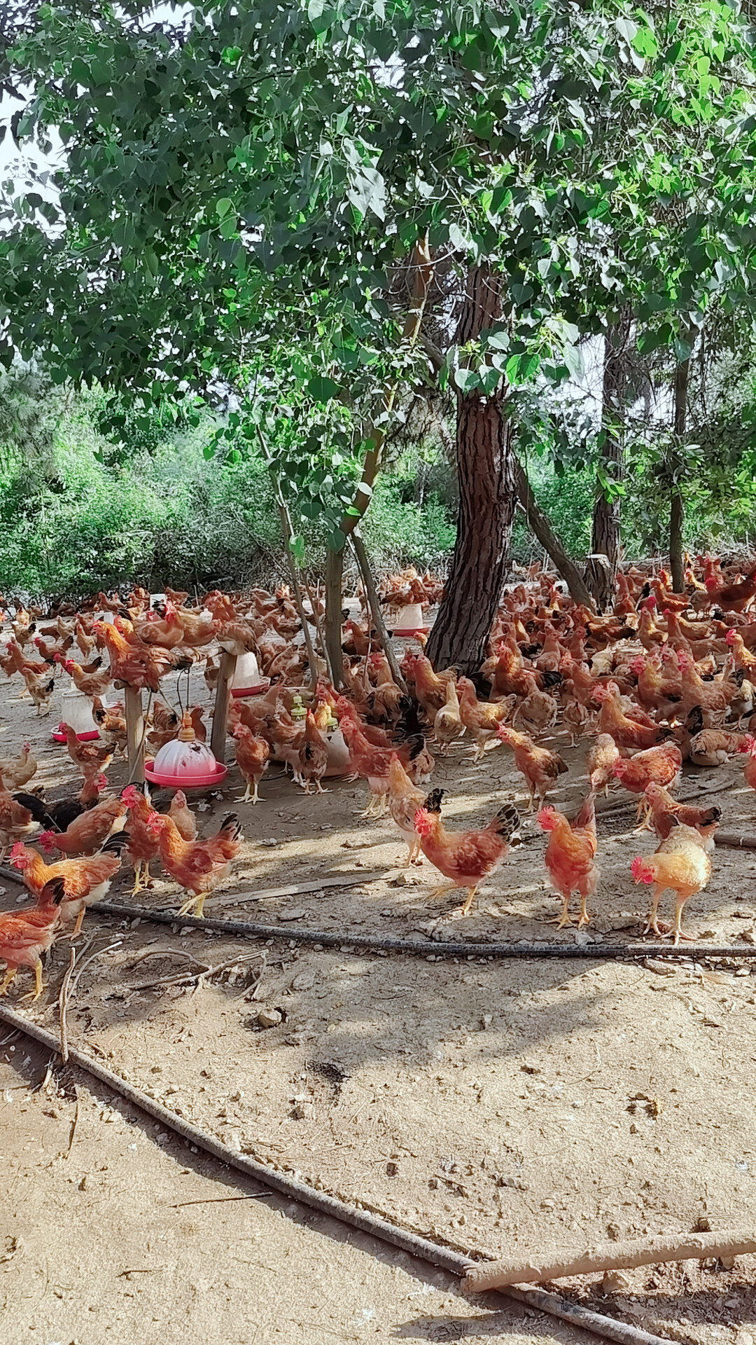 湖北随州散养跑山新鲜童子鸡2只包邮