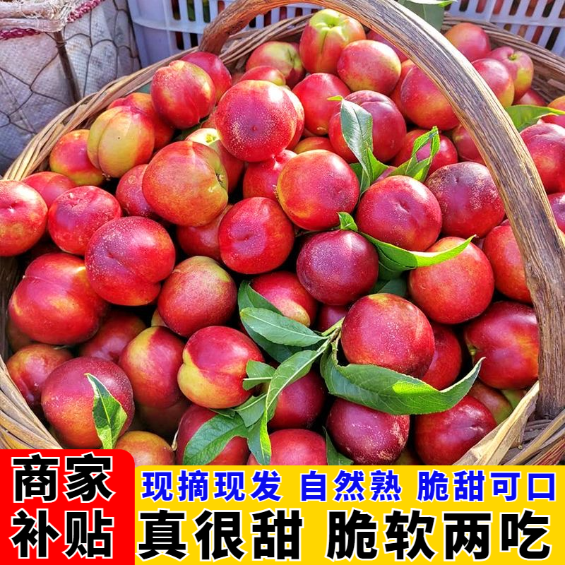 【乡情、叔侄专属】湖北随州尚市油桃5斤包邮