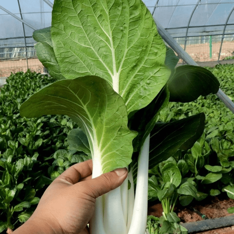 【满5包包邮】白菜种子玉美人白菜奶油快菜矮脚奶白菜高梗白小白
