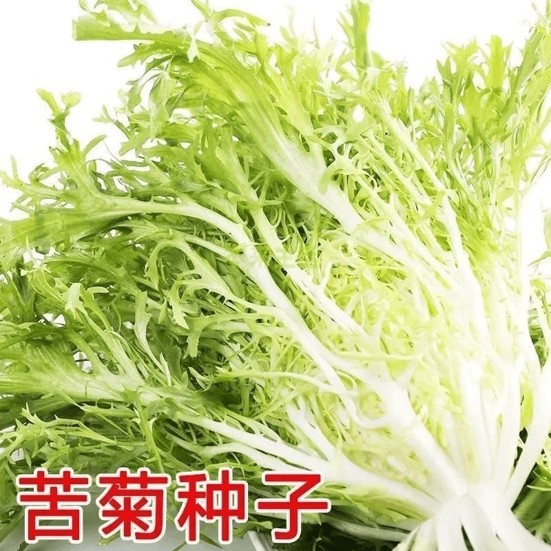 【满5包包邮】苦苣种子花叶苦菊菜种籽盆栽蔬菜种孑种籽春秋冬季