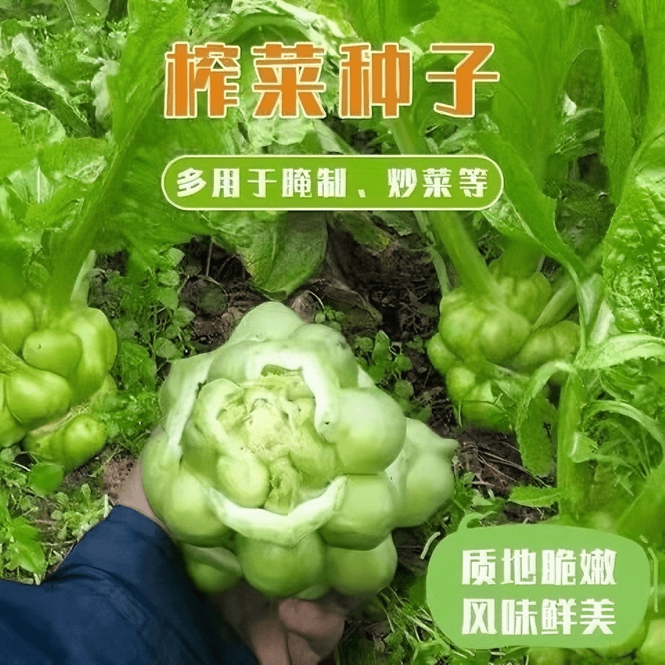 榨菜种子四川大头菜榨菜头青菜头芥菜种籽夏秋季庭院地栽蔬菜种子