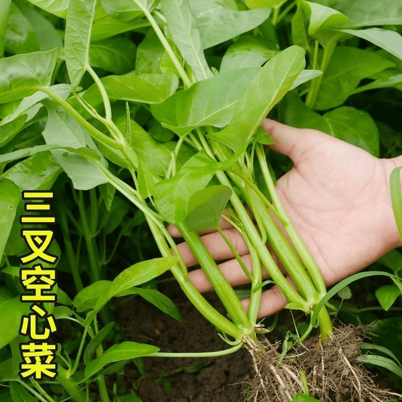 本地三叉空心菜种籽蕹菜种子耐热四季阳台盆栽菜种植蔬菜种子
