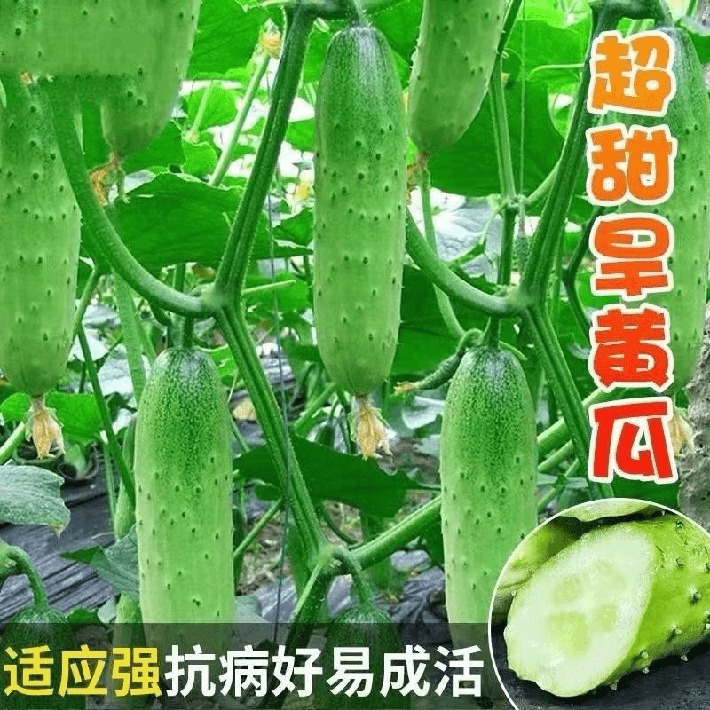 唐山秋瓜种子黄瓜种子老式黄瓜籽旱黄瓜耐热庭院阳台爬藤蔬菜种籽
