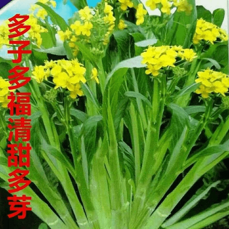 甜菜心种子多心白菜苔种籽连州青菜籽农家高产地栽庭院栽蔬菜种子