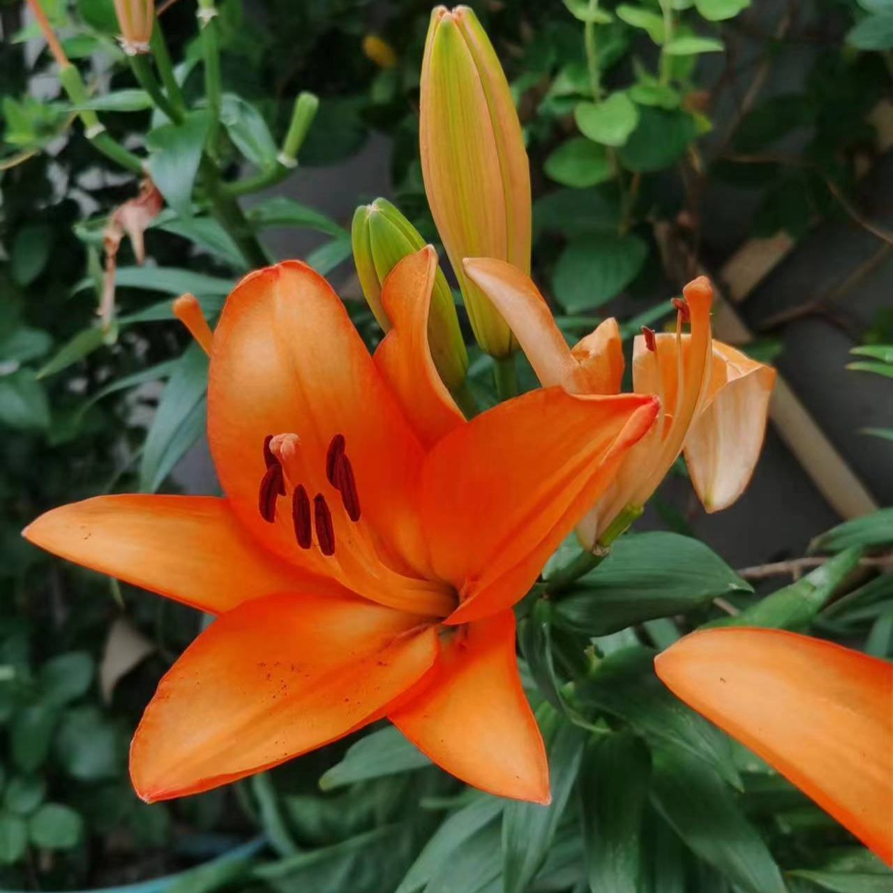    纯手绘原创精品油画