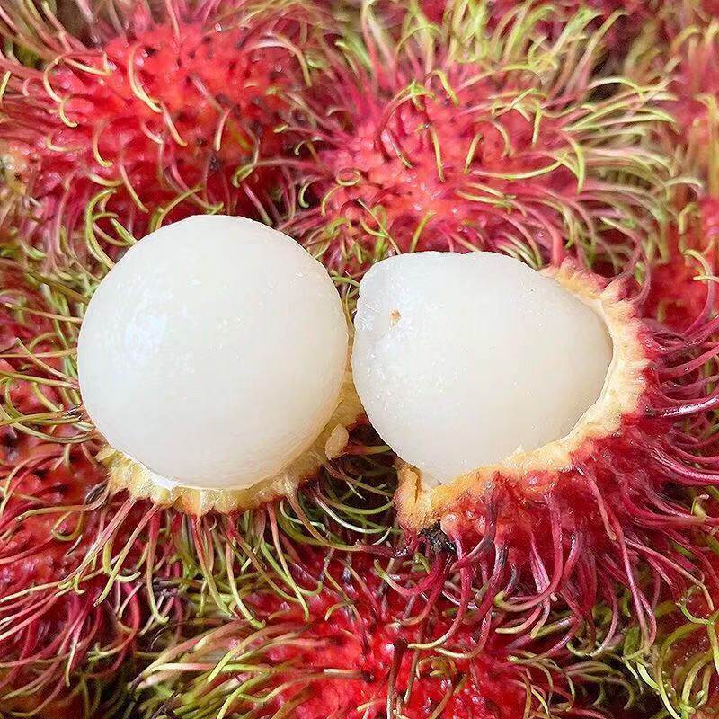 【坏果包赔】红毛丹 新鲜网红水果毛荔枝现摘现发热带毛丹当季包邮