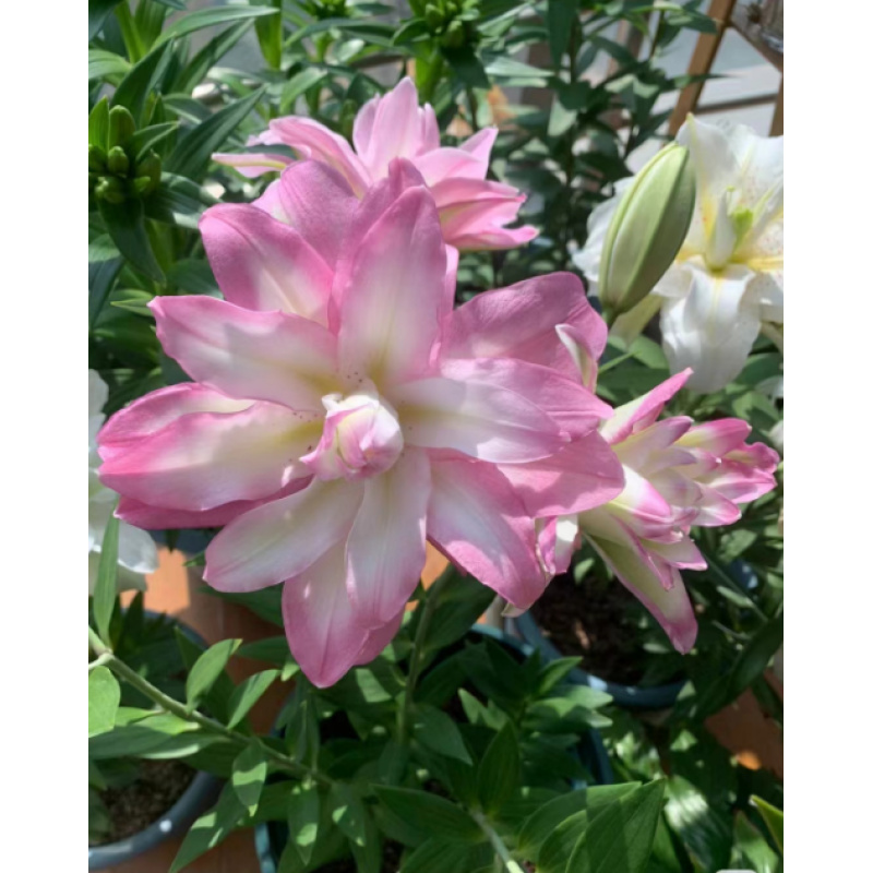 重瓣百合（莲花威风）花苞微熟发货 任意两单包邮