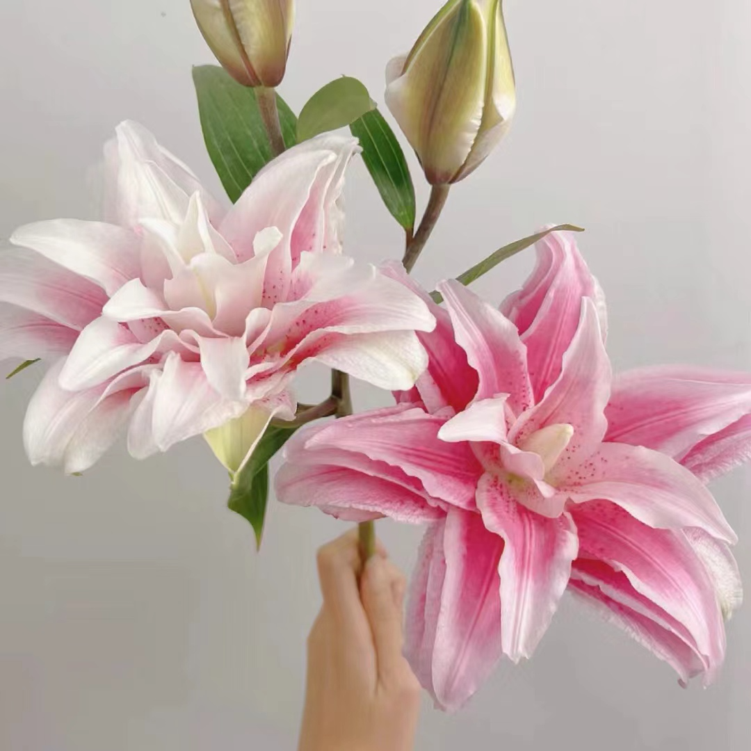 【英英鲜花】伊莎贝拉 重瓣百合花苞微熟发货任意2单顺丰/德邦