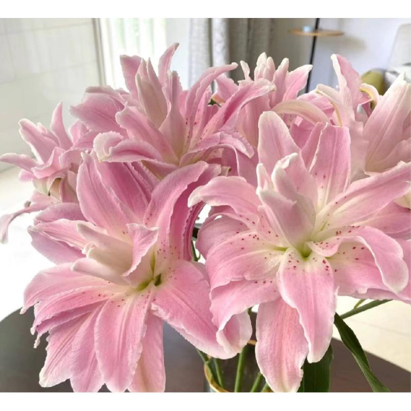 英英鲜花（莲花雅致）重瓣百合 任意2单顺丰 昆明鲜花直发